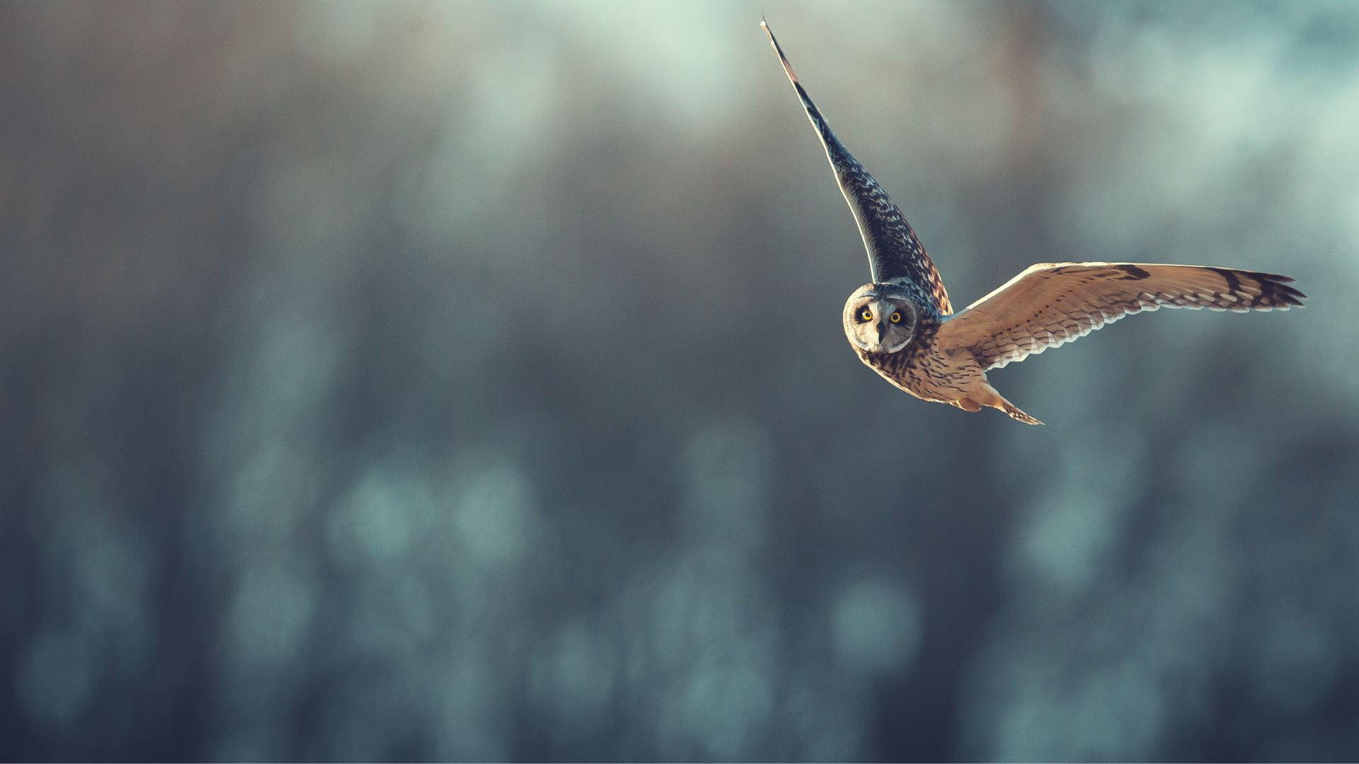 "Owl-Inspired Flight Secrets Unveiled to Japanese Researchers for Silent Jet Design"