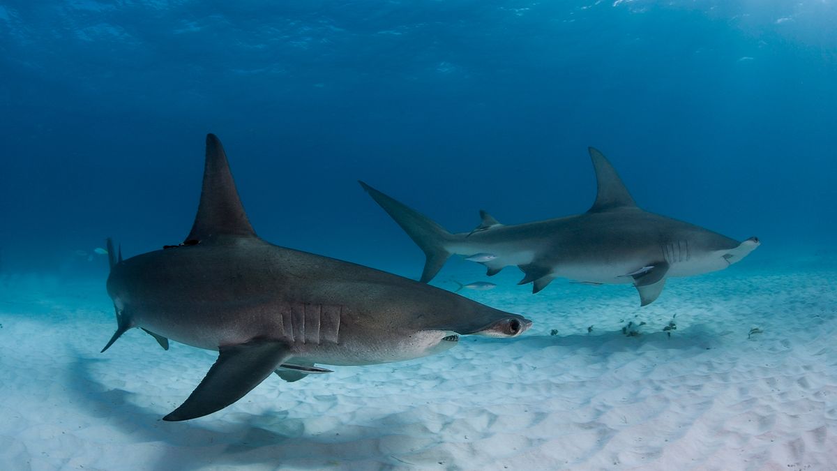 Featured image for "Mysterious Gathering of Female Hammerhead Sharks in French Polynesia: A Lunar Phenomenon"