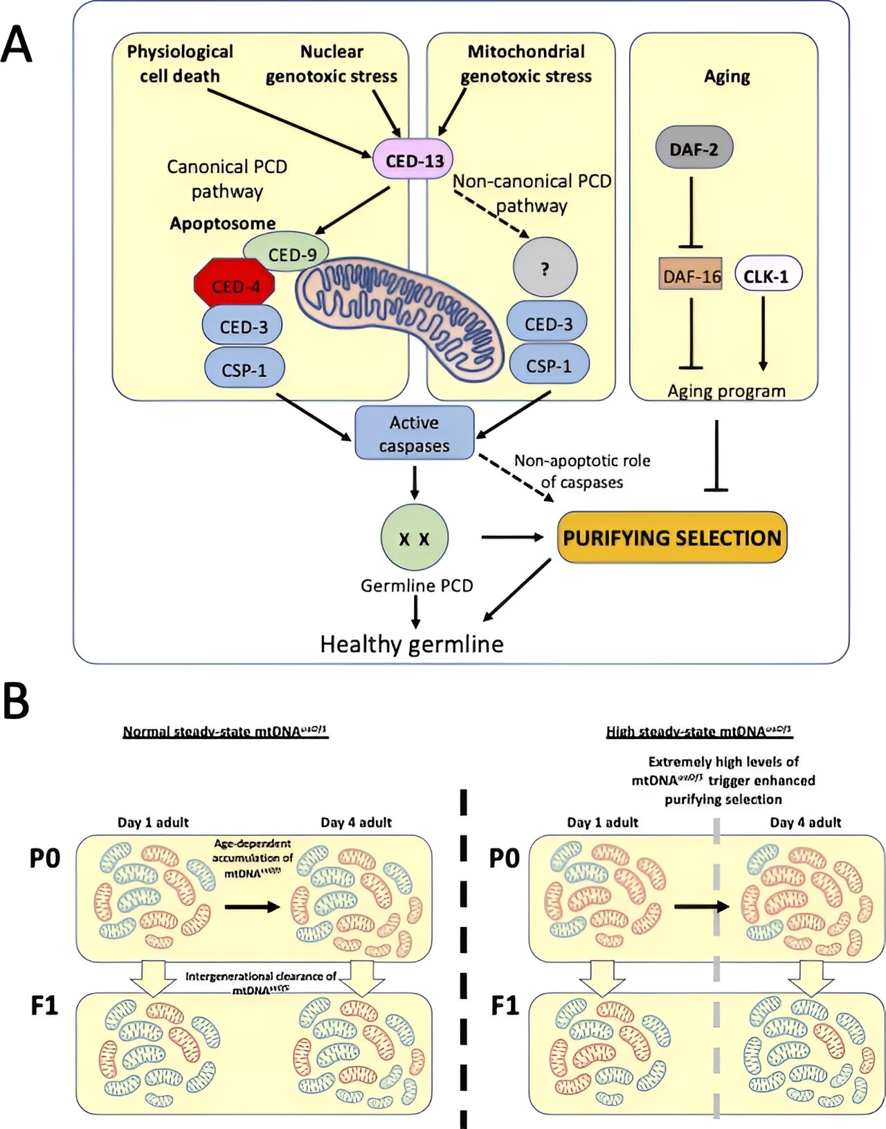 Unlocking the Secrets of Mitochondrial Maintenance for a Healthier Life