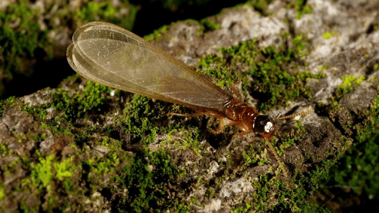 Featured image for Invasive species threaten Florida's ecosystem.