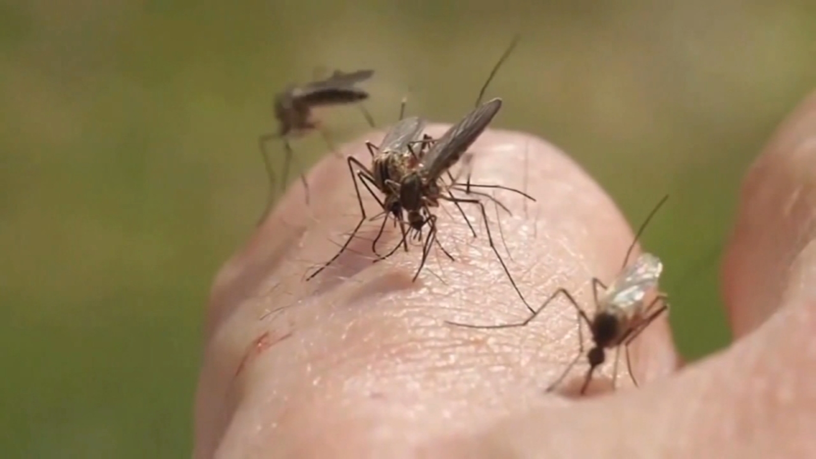 Featured image for First Human Case of Dengue Reported in Harris County
