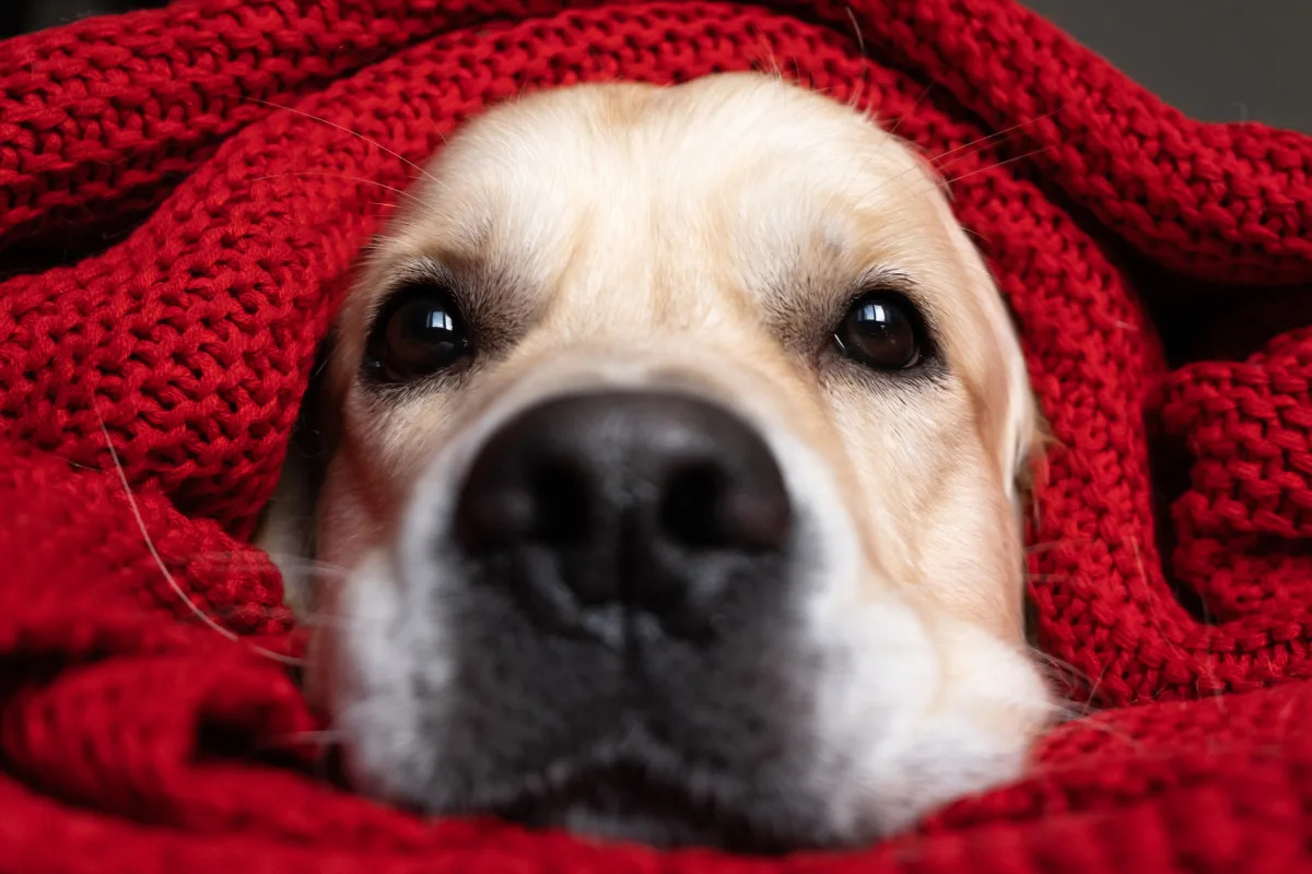 Featured image for Protecting Dogs from Mysterious Respiratory Illness Outbreaks: Expert Advice