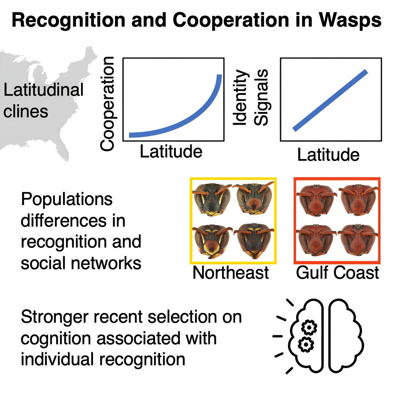 Featured image for "Face-Recognizing Wasps Show Higher Cooperation and Intelligence"
