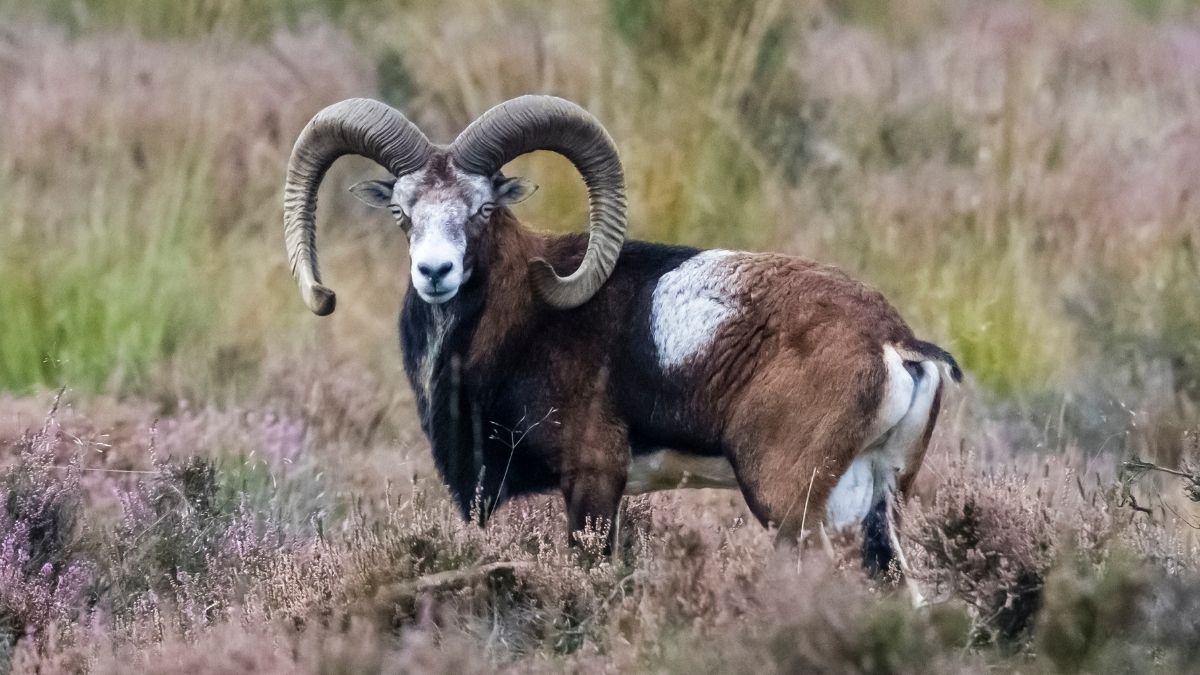 Featured image for Ancient Sheep Bone Uncovers Origins and Spread of Bronze Age Plague