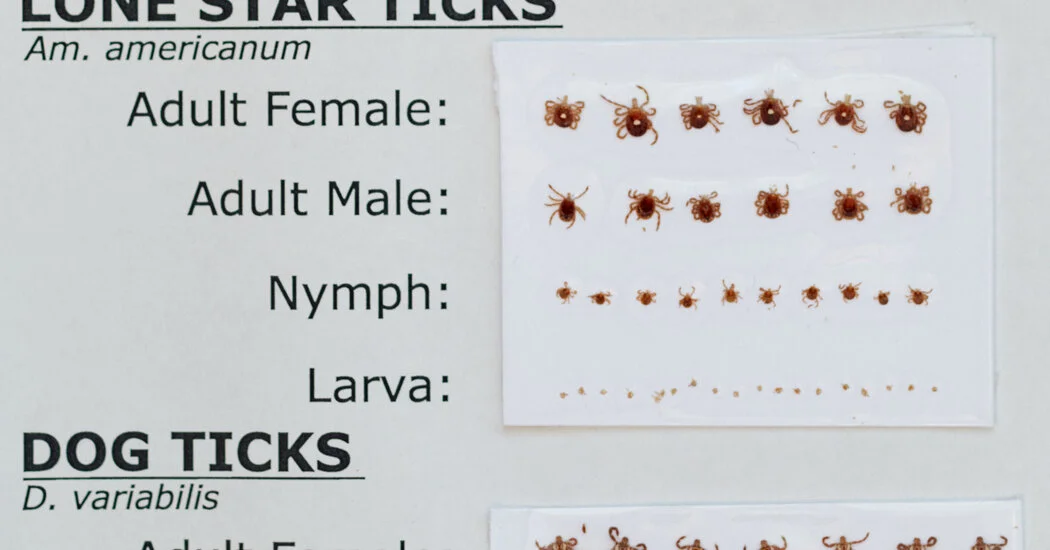 Featured image for Martha’s Vineyard Tick Bites Spur Vegan Business Boom