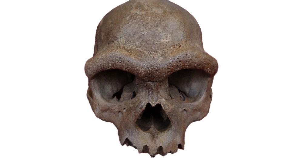 Featured image for DNA Unveils 'Dragon Man' as a Mysterious Ancient Human