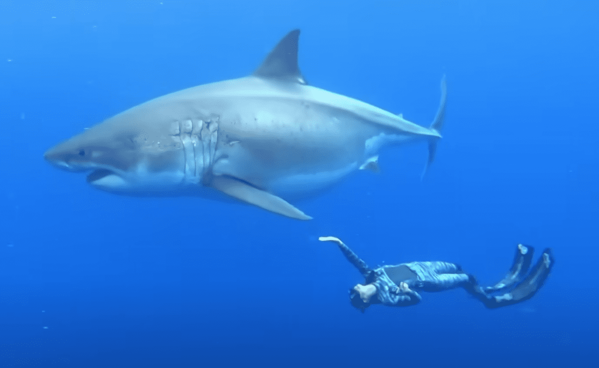 Featured image for "Daring Surfer Takes on Record-Breaking Largest Great White Shark in Epic Throwback Video"