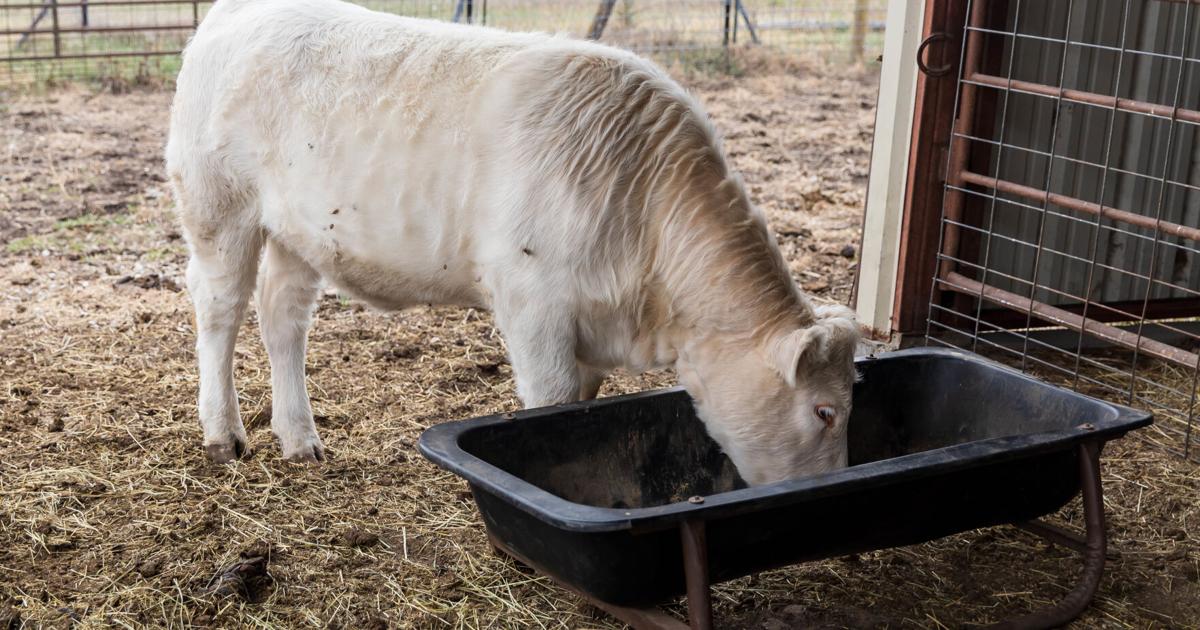 Featured image for Feeding Hay to Newly Weaned Calves: Exploring Options