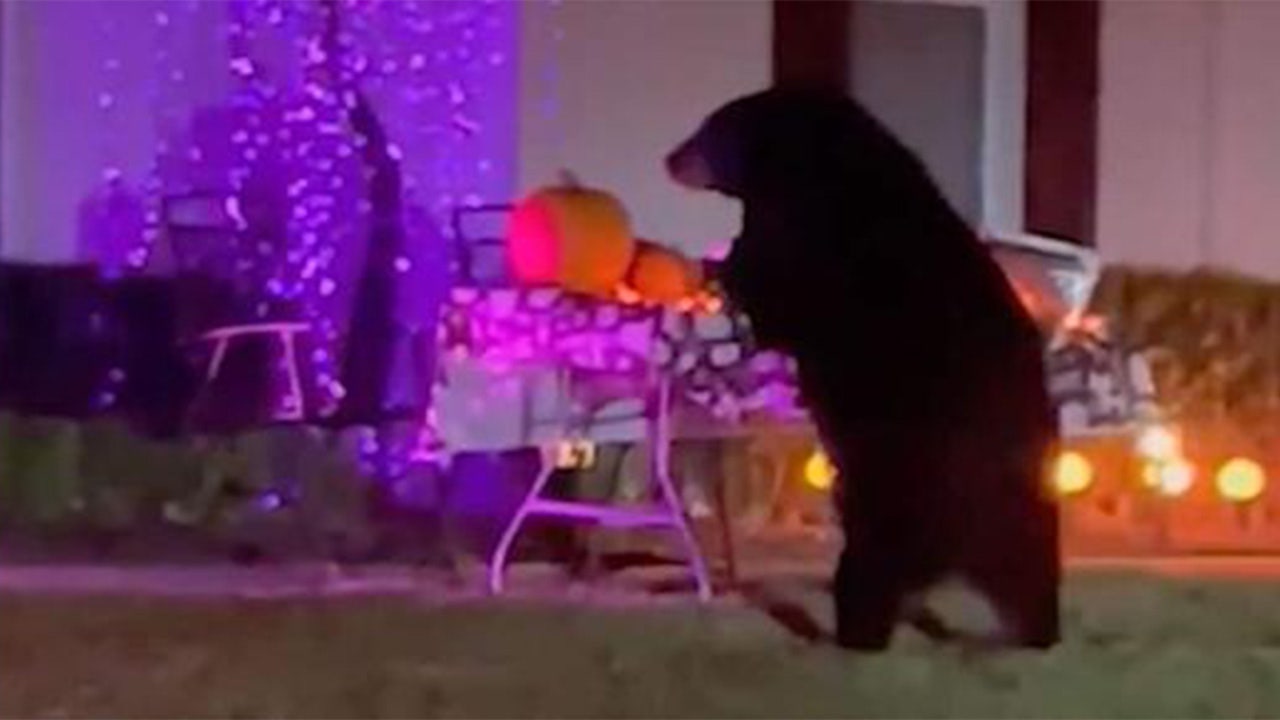 Featured image for "Bear Bandits: Halloween Candy Heists Leave Communities on Edge"