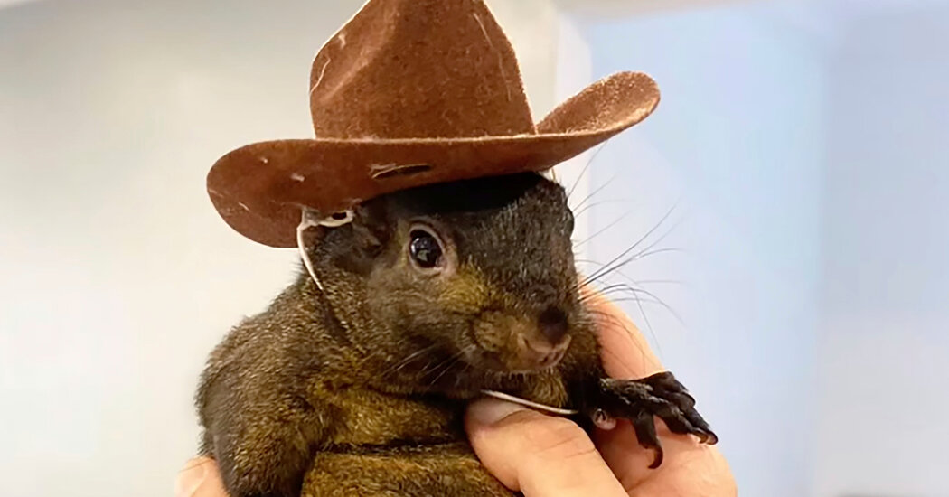 Featured image for Euthanized Social Media Squirrel P'Nut Tests Negative for Rabies, Owner Plans Lawsuit