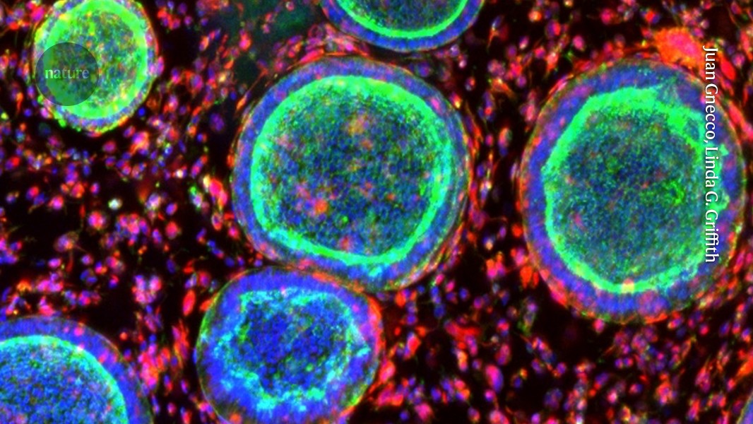 Featured image for Mini Organs Unveil Key Insights into Women's Health