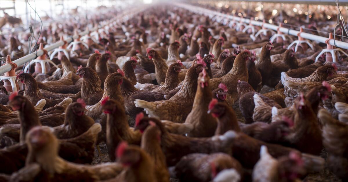 Featured image for "Rising Concerns: Bird Flu's Impact on the Food System"
