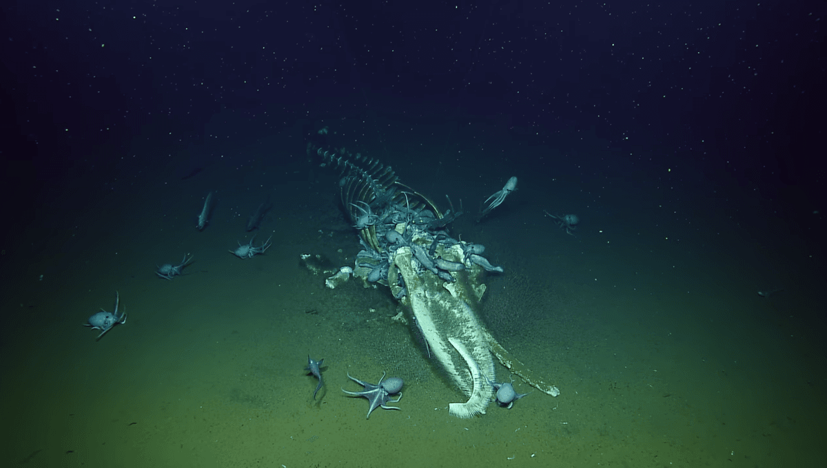 Featured image for Deep-Sea Explorers Witness Wild Feast on Sunken Whale