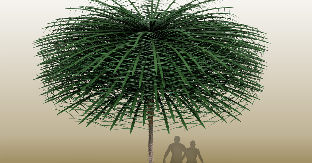 Featured image for "Unearthing Dr. Seuss-Like Fossil: A Glimpse into Prehistoric Trees"