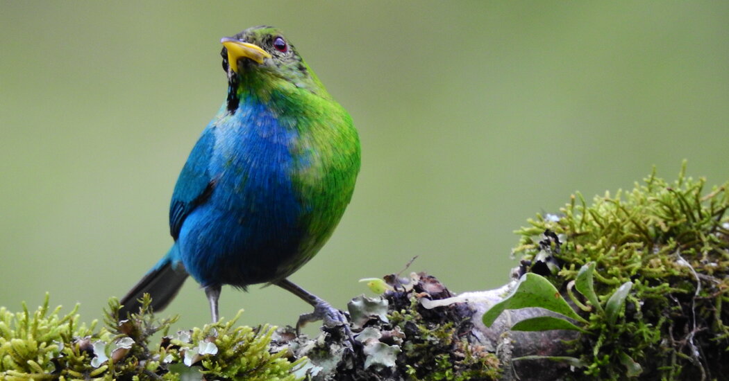 Featured image for "Stunning Bird Displays Both Male and Female Characteristics"