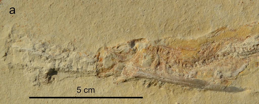 Featured image for Jurassic Fish Died from Squid-Like Creatures in Bizarre Mass Extinction