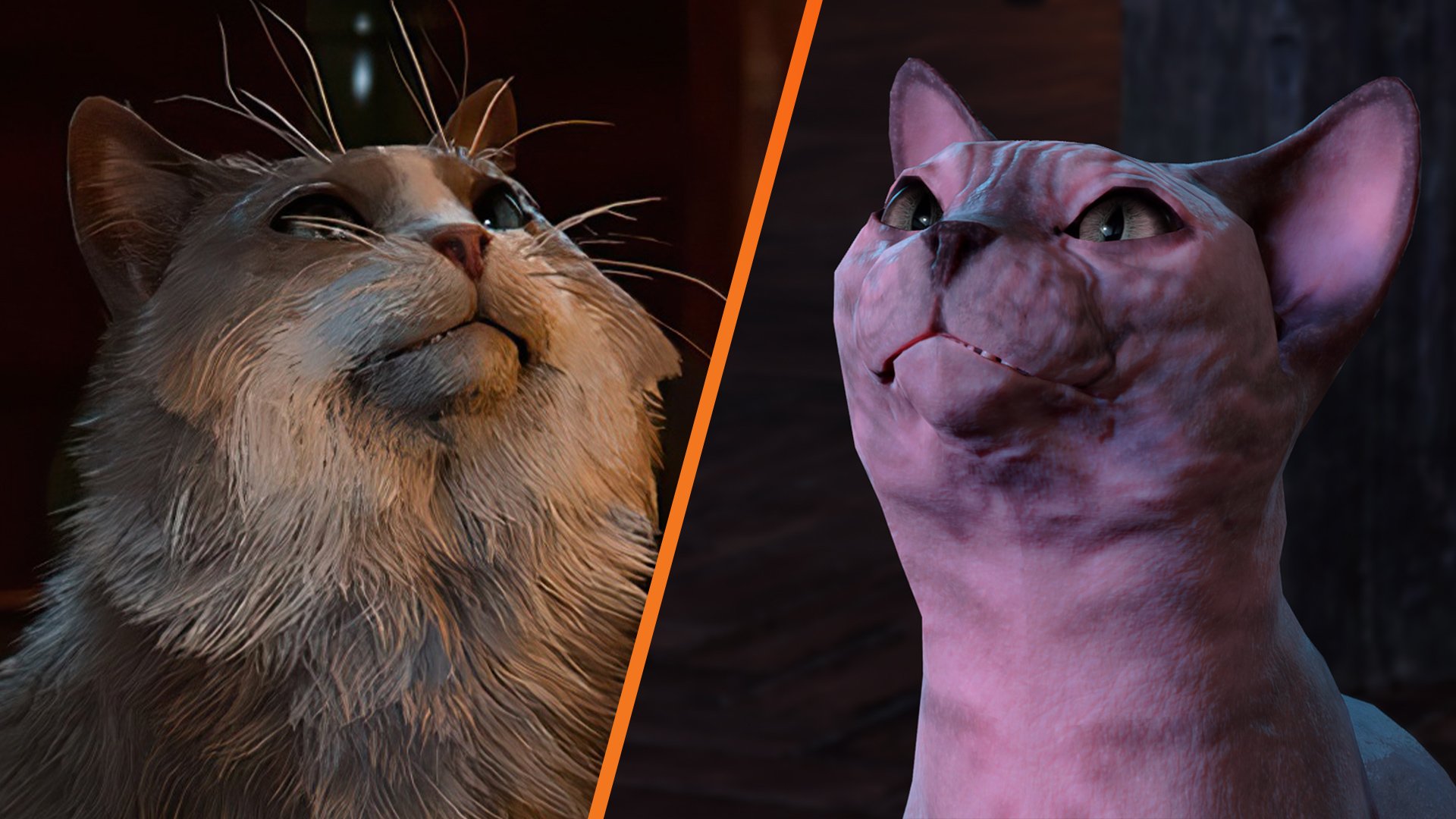 "Baldur's Gate 3 Developer's Controversial Response: Shaving Cat Sparks Outrage"