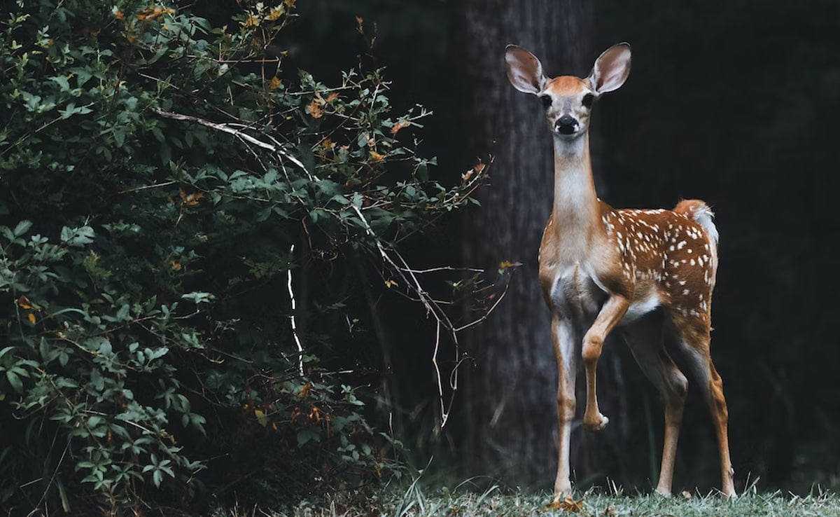 Featured image for COVID-19 Mutating in Deer and Spreading to Humans, US Study Finds