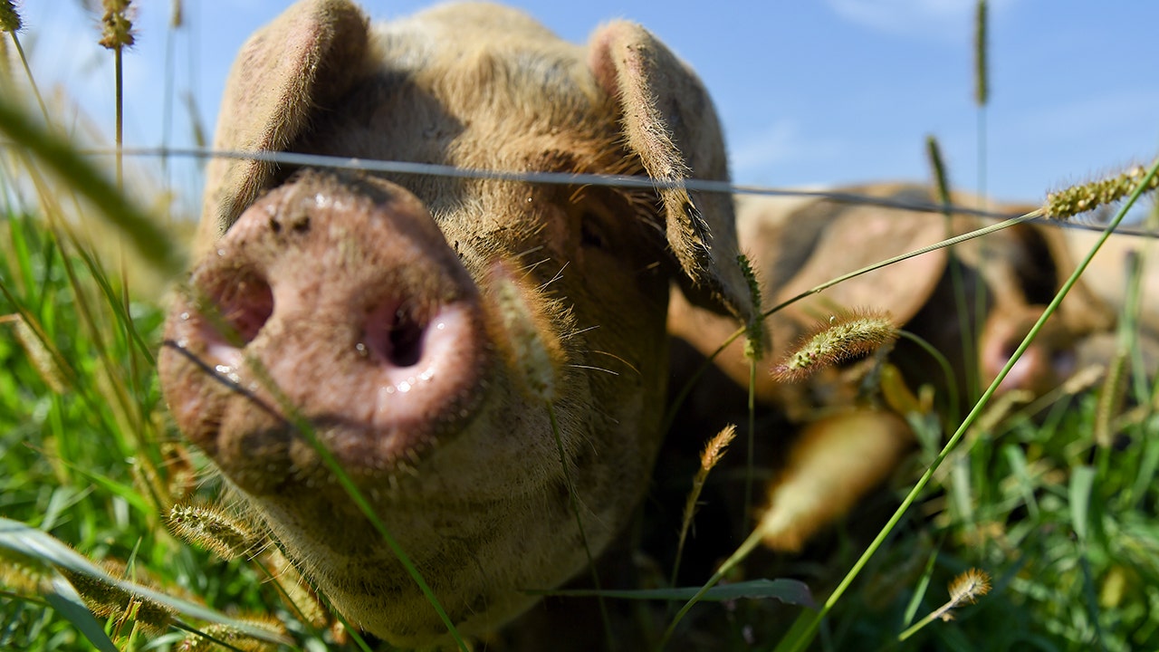 California's New Law Puts Financial Strain on Small Pork Producers