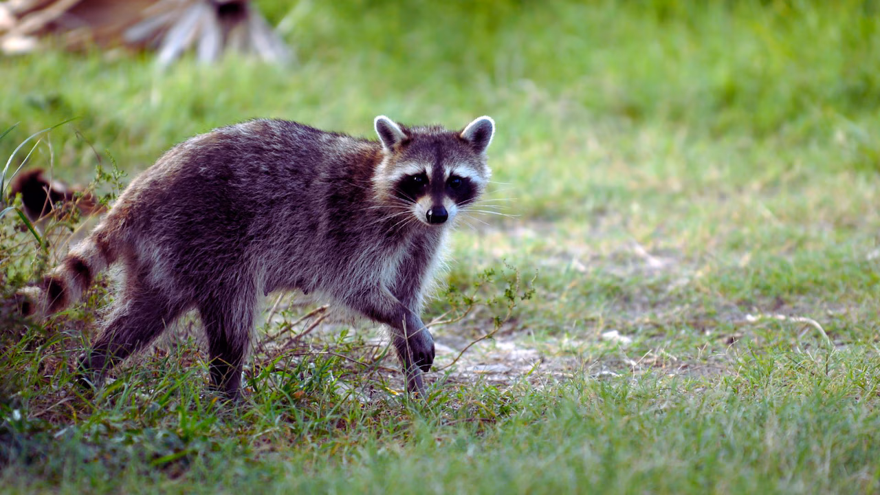 Featured image for Rabid Raccoon Detected in New Brunswick Prompts Health Warnings