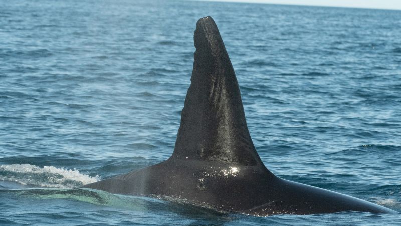 Featured image for Orcas Develop Unique Strategy to Hunt Giant Whale Sharks