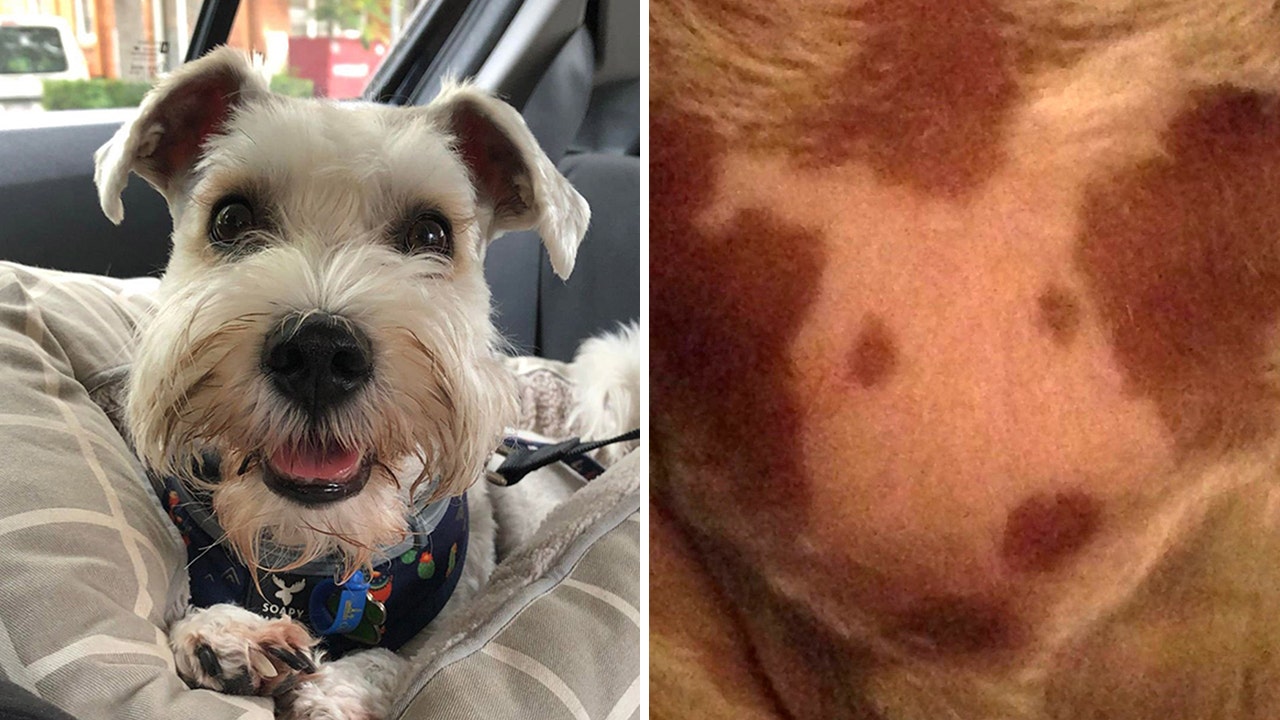 Featured image for Dog Owner Discovers Uncanny Resemblance Between Pet's Spots and Pup