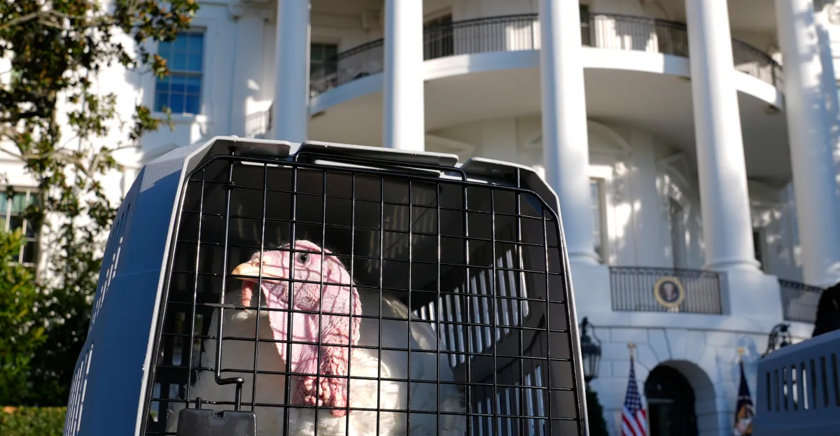 Featured image for The Hidden Costs of Thanksgiving Turkeys