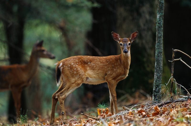 Featured image for "PA Game Commission Reports Mixed CWD Findings in Deer Herds"