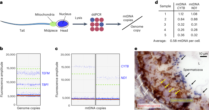 Featured image for Mitochondrial DNA: Unraveling Maternal Inheritance and Sperm's Deficiency
