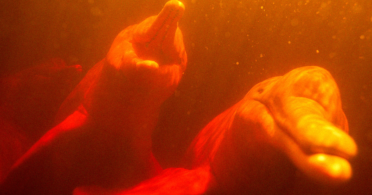 Featured image for "Massive Heatwave Claims Lives of 150 Dolphins in Scorching Waters"