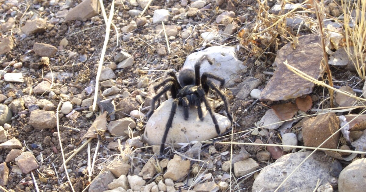 Featured image for Tarantula Mating Season Brings Out Spiders in Texas