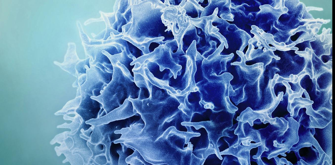 Featured image for The Importance of Balanced Immune Responses in Preventing Illness