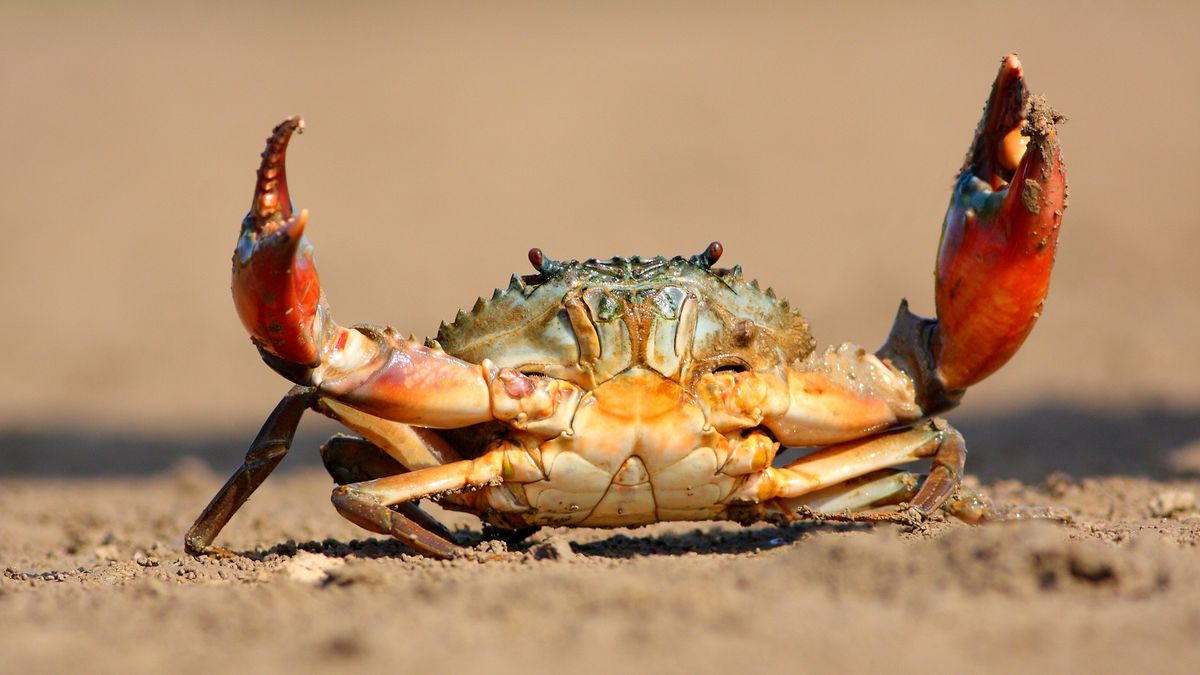 Featured image for The Evolutionary Mystery of Crab-Like Animals.