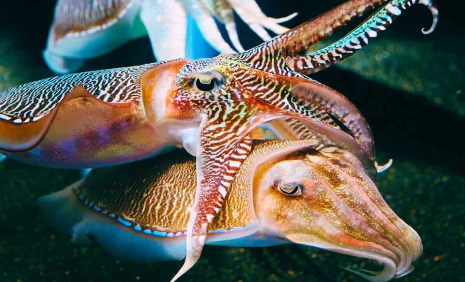 Featured image for Cuttlefish Demonstrate Advanced Intelligence in Child Psychology Test