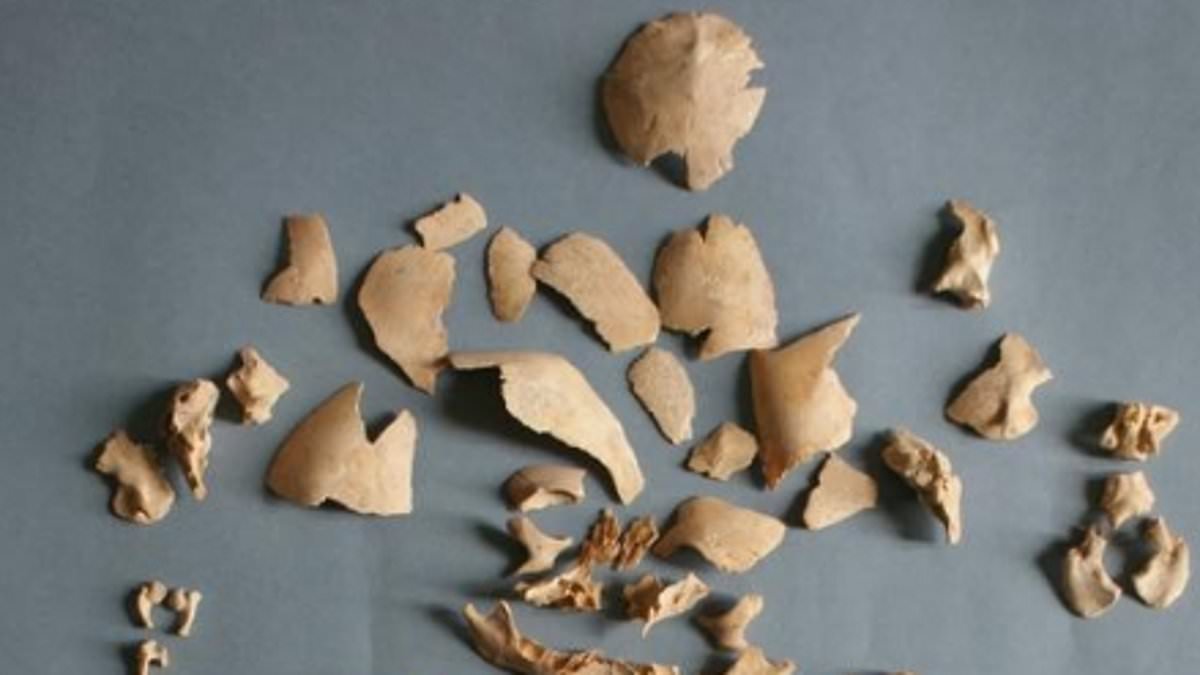 Featured image for "Down Syndrome in Ancient Societies: Noble Burials and Genetic Signatures"