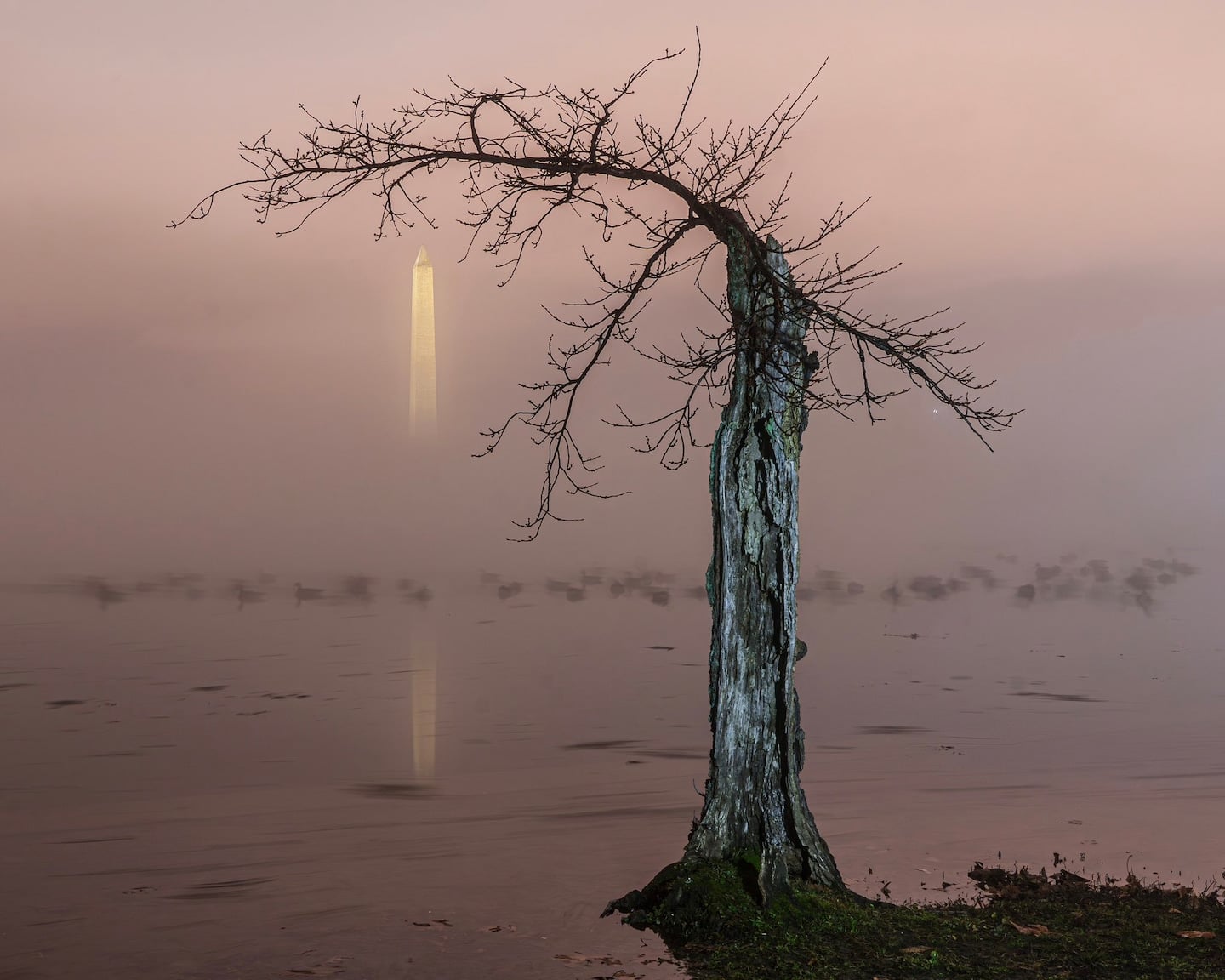 Featured image for "Foggy Friday: Mysterious Beauty and Unseasonable Warmth in D.C. Area"