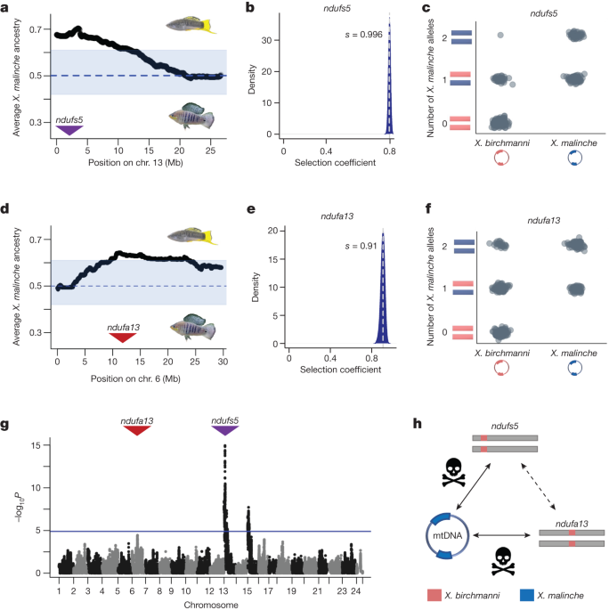Featured image for Mitonuclear Incompatibility in Swordtail Fish Hybrids