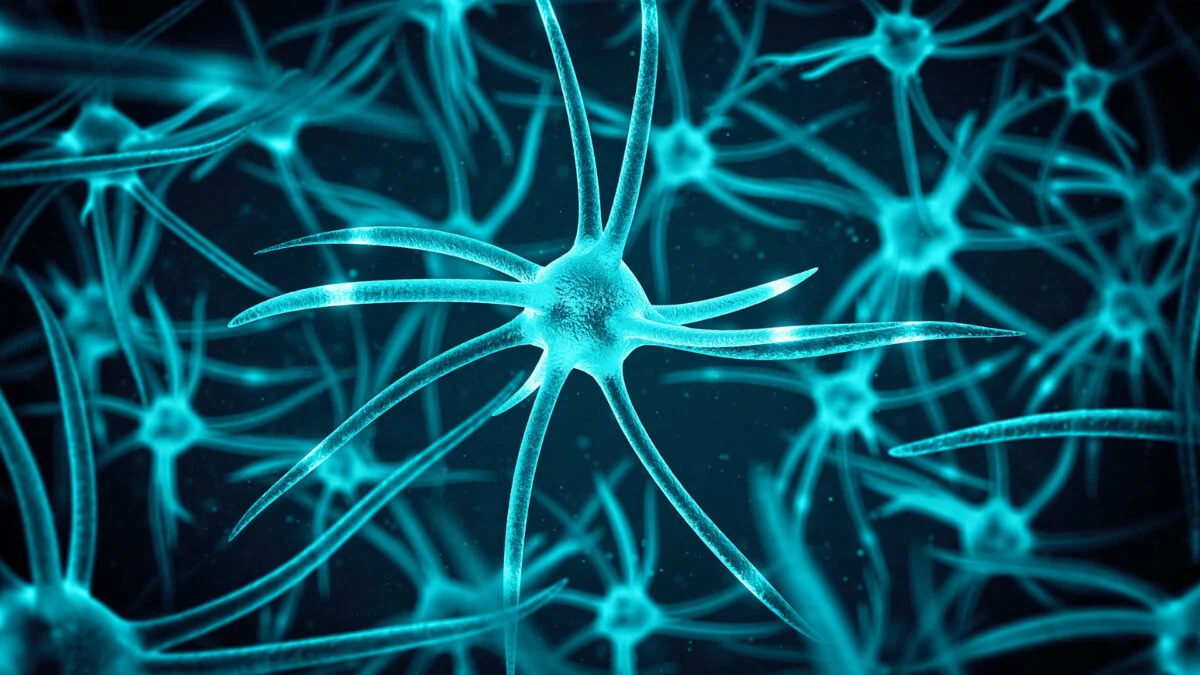 Featured image for Study Confirms Adult Brain Continues to Generate New Neurons