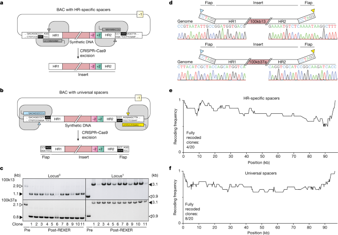 Featured image for Efficient Tools for Continuous Megabase-Scale Genome Assembly