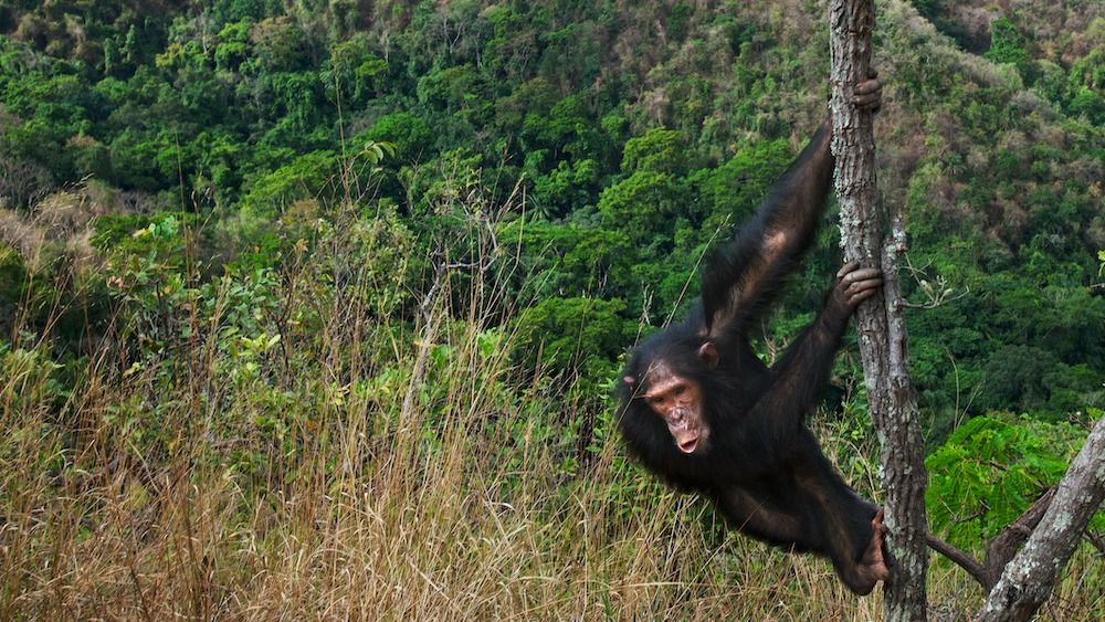 The Evolutionary Force of "Downclimbing" Shaped Human Anatomy