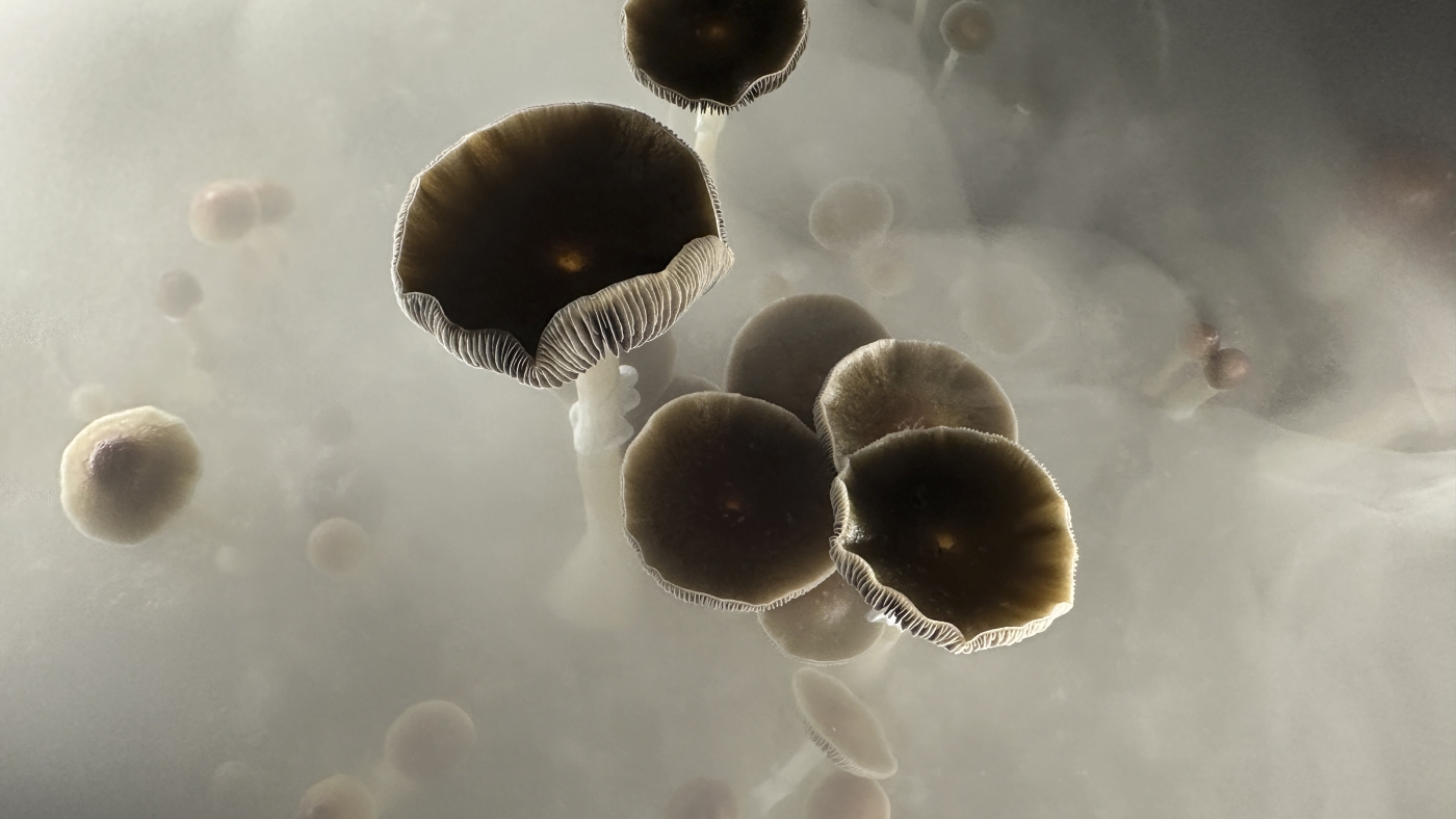 Featured image for Massachusetts Voters Reject Psychedelic Legalization in 2024