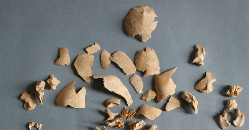 Featured image for "Uncovering Ancient Down Syndrome Cases Through Genetic Signatures"