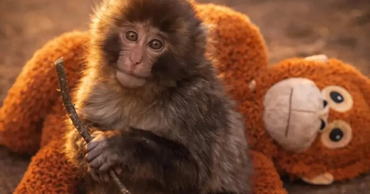 Punch the Monkey Finds a Protective Circle in His New Troop