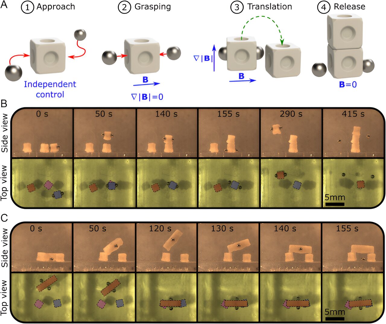 Featured image for Plant-based Microrobots: Revolutionizing 3D Object Assembly and Medical Applications