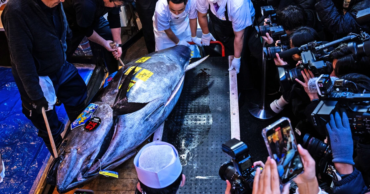 Featured image for Bluefin Tuna Sets Record $3.2 Million at Tokyo Auction