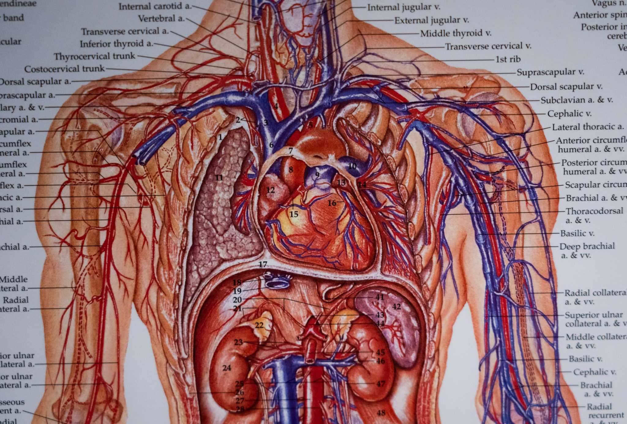 Featured image for New Study Reveals Shifting Causes of Heart Disease