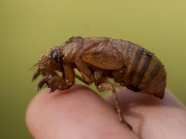 "Unprecedented Cicada Invasion: 13 and 17-Year Emergence Across U.S."