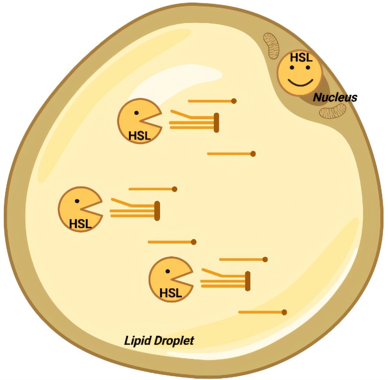Featured image for Breakthrough Challenges 60 Years of Fat Metabolism Beliefs in Obesity Research