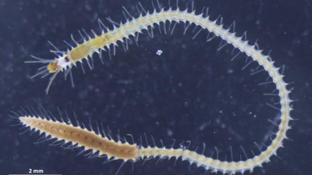 Lazy Japanese Sea Worms: Sending Their Butts on a Mate Hunt