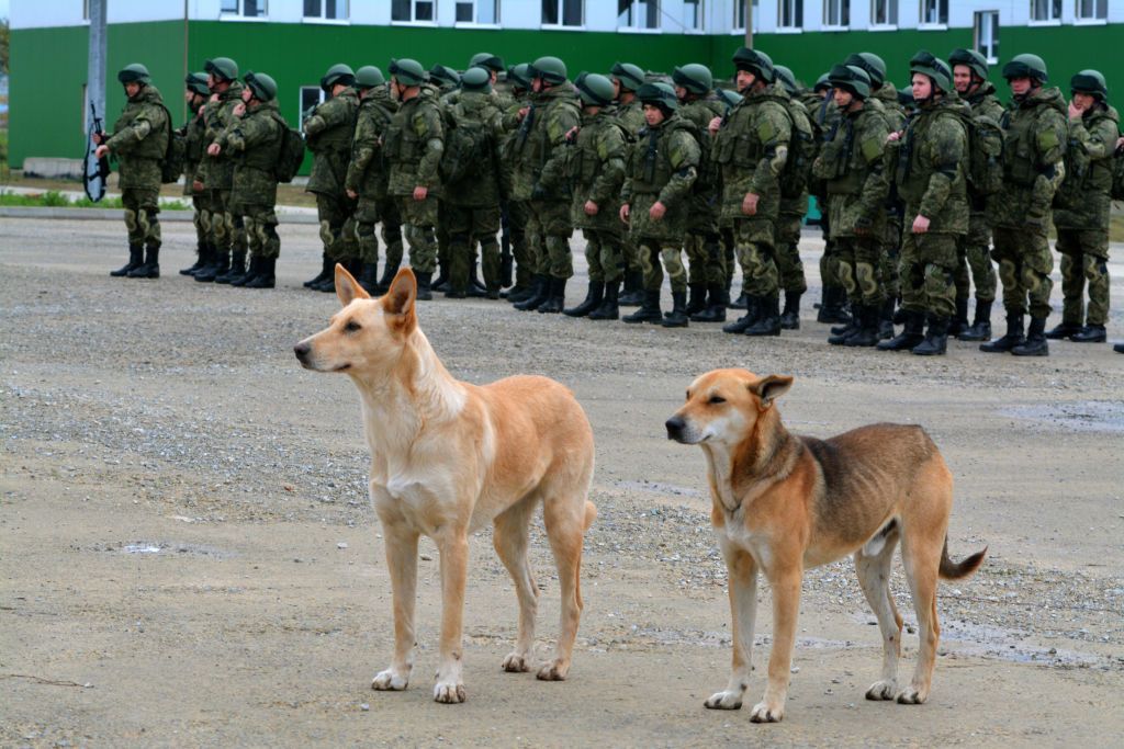 Russia Expands Military Forces Amid Rising Tensions and Resource Acquisition